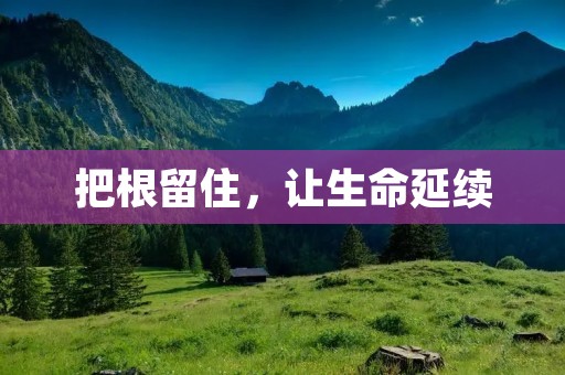 把根留住，让生命延续