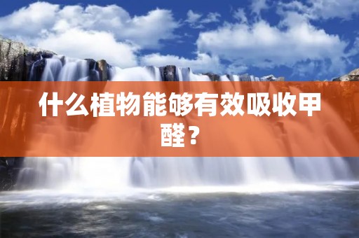 什么植物能够有效吸收甲醛？