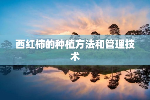 西红柿的种植方法和管理技术