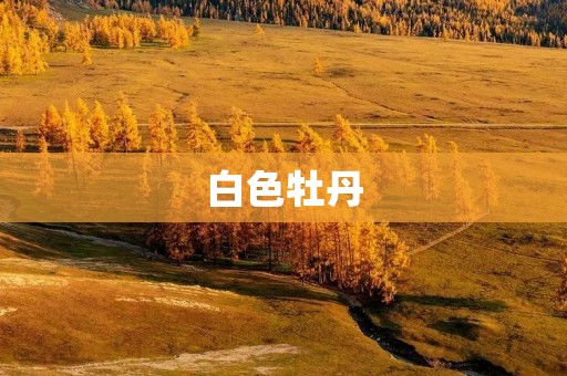 白色牡丹：传承中华文化的珍贵花卉