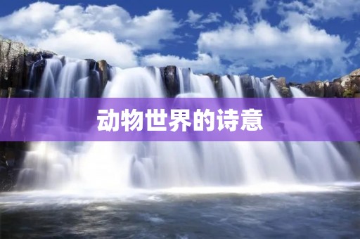 动物世界的诗意