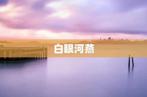 白眼河燕：不一样的河畔风景