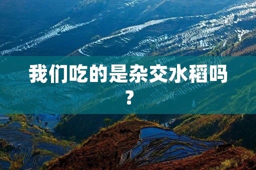 我们吃的是杂交水稻吗?