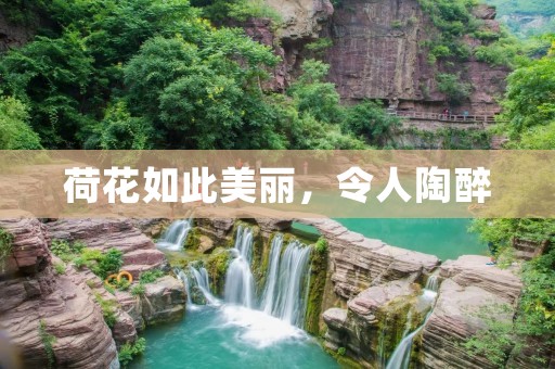 荷花如此美丽,令人陶醉
