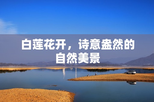 白莲花开，诗意盎然的自然美景