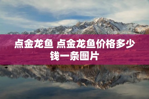 点金龙鱼 点金龙鱼价格多少钱一条图片