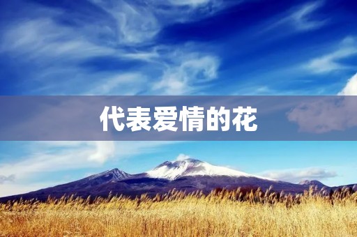 代表爱情的花