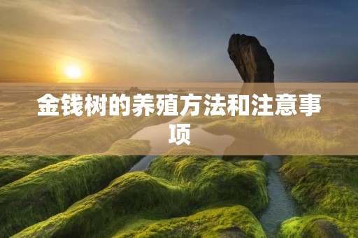 金钱树的养殖方法和注意事项