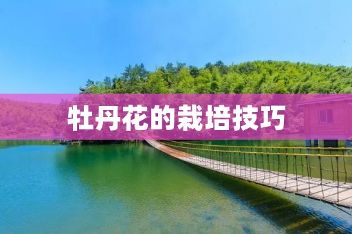 牡丹花的栽培技巧