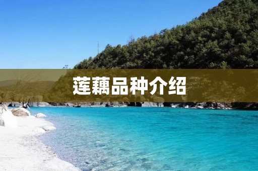 莲藕品种介绍