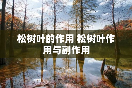 松树叶的作用 松树叶作用与副作用 松树叶的作用 松树叶作用与副作用