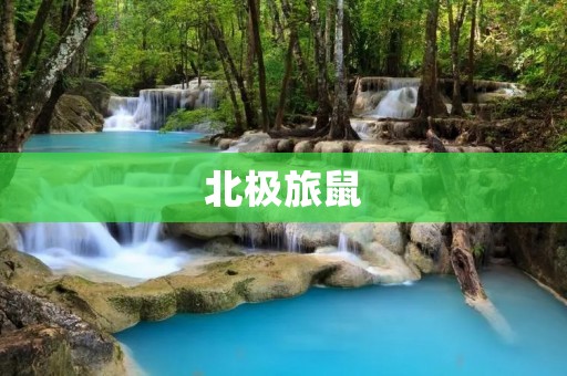 北极旅鼠：极地探险的勇士
