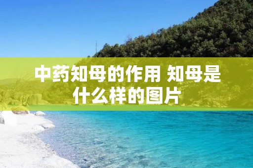中药知母的作用 知母是什么样的图片