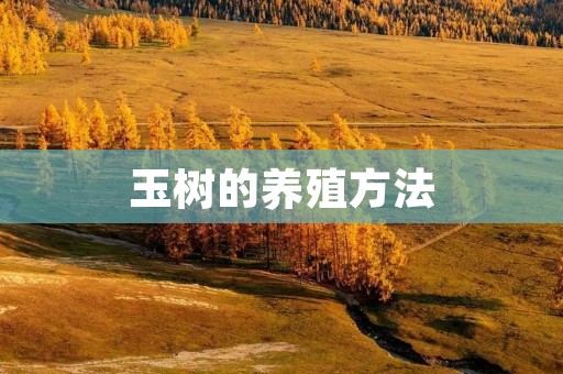 玉树的养殖方法