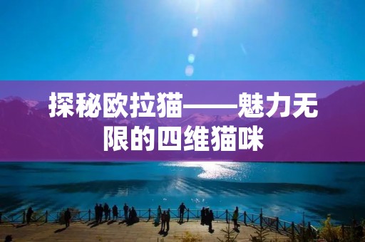 探秘欧拉猫——魅力无限的四维猫咪 探秘欧拉猫——魅力无限的四维猫咪