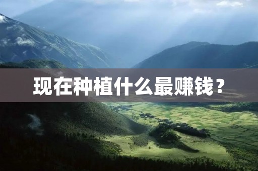 现在种植什么最赚钱？