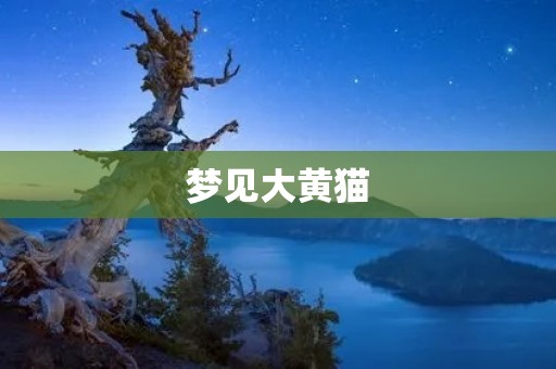梦见大黄猫：解梦大全中的一种奇特经历
