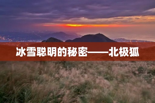 冰雪聪明的秘密——北极狐