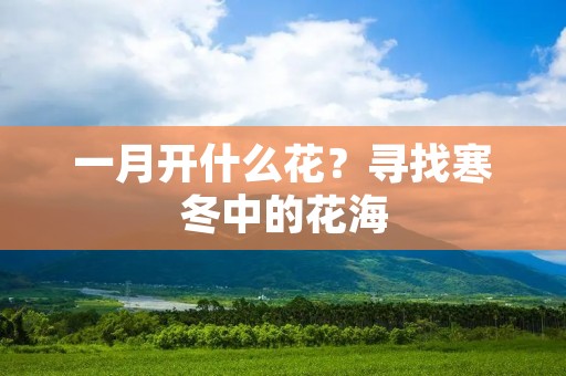 一月开什么花?寻找寒冬中的花海 一月开什么花?寻找寒冬中的花海