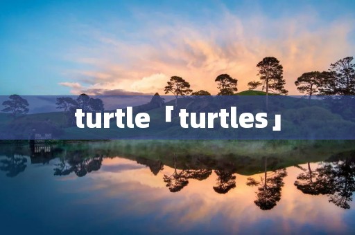 turtle「turtles」 turtle「turtles」