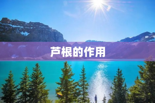 芦根的作用 芦根的作用