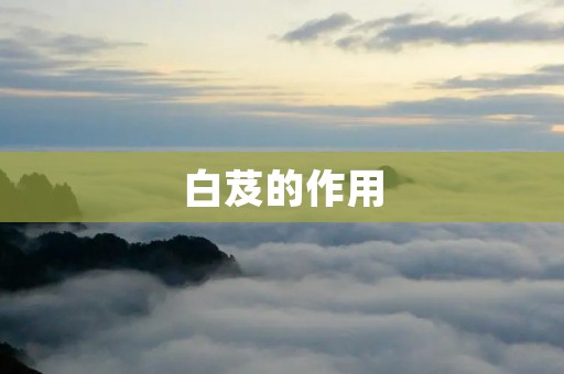 白芨的作用
