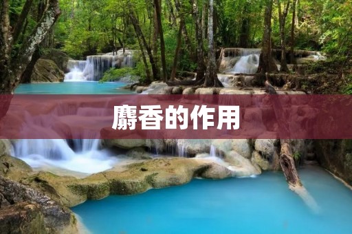 麝香的作用：从古至今的美容保健佳品