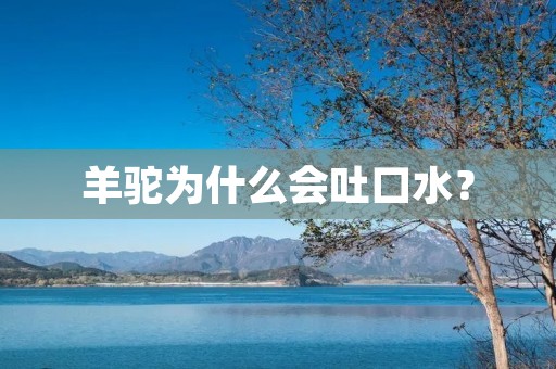 羊驼为什么会吐口水?