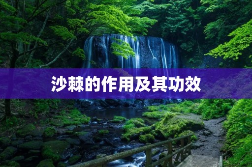 沙棘的作用及其功效 沙棘的作用及其功效