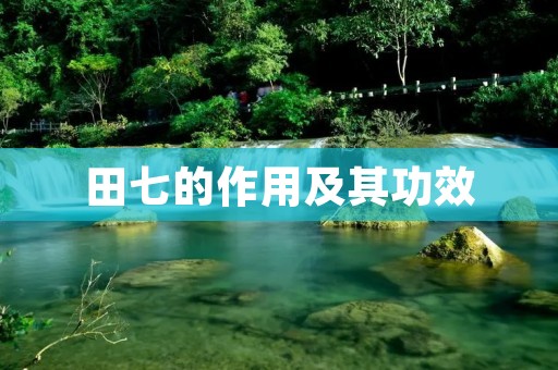 田七的作用及其功效