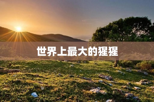 世界上最大的猩猩：东部低地大猩猩
