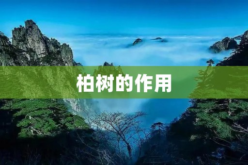 柏树的作用