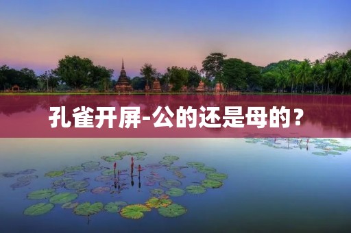 孔雀开屏-公的还是母的?