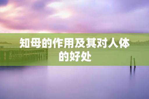 知母的作用及其对人体的好处 知母的作用及其对人体的好处