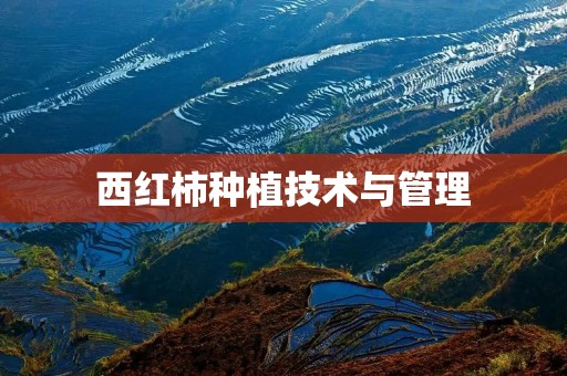 西红柿种植技术与管理