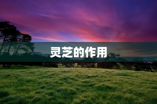 灵芝的作用 灵芝的作用