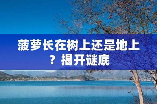 菠萝长在树上还是地上?揭开谜底