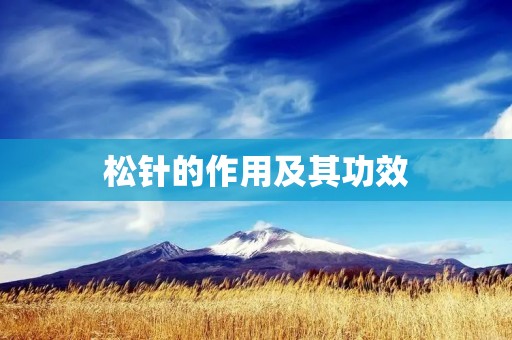 松针的作用及其功效