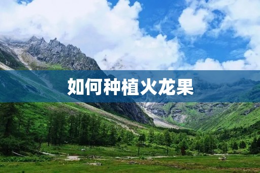 如何种植火龙果