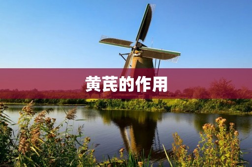 黄芪的作用 黄芪的作用