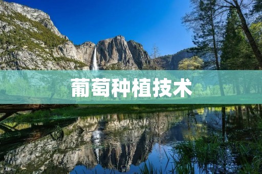 葡萄种植技术:提高产量和品质的关键