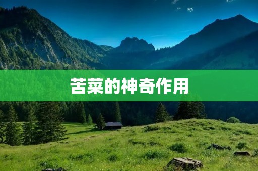苦菜的神奇作用