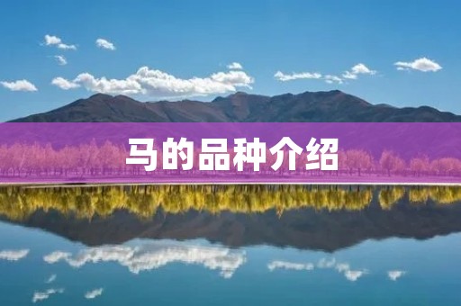 马的品种介绍