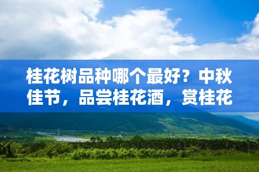 桂花树品种哪个最好？中秋佳节，品尝桂花酒，赏桂花，如何选择桂花树品种呢？