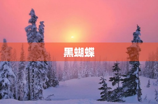 黑蝴蝶