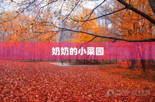 奶奶的小菜园 奶奶的小菜园