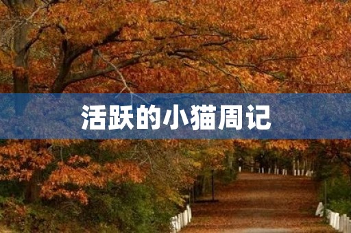 活跃的小猫周记 活跃的小猫周记