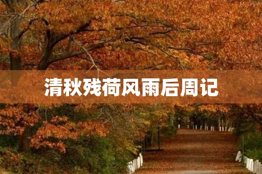 清秋残荷风雨后周记 清秋残荷风雨后周记