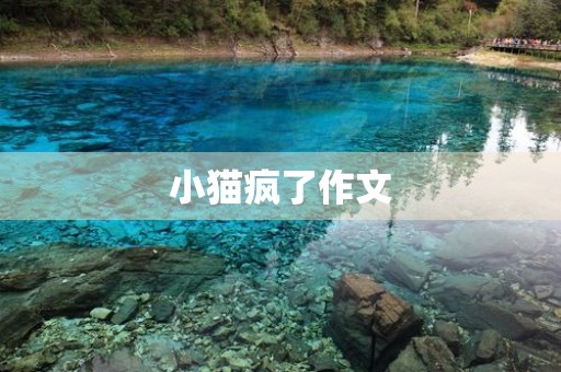 小猫疯了作文