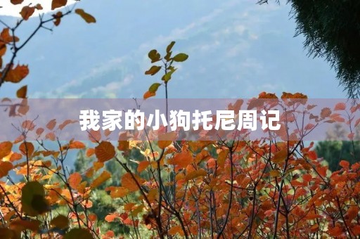 我家的小狗托尼周记 我家的小狗托尼周记
